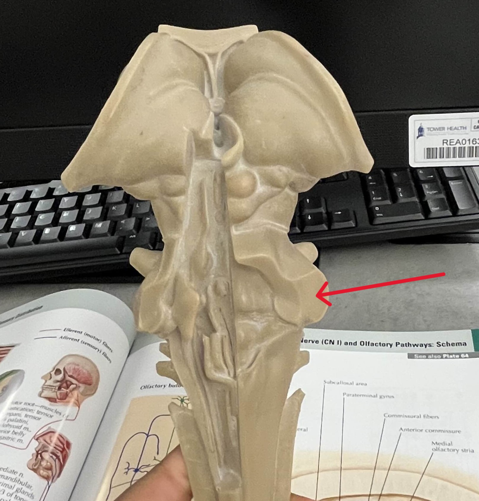 <p>Which part of the brain is:</p><ul><li><p>Connects cerebellum to pons</p></li></ul><p></p>