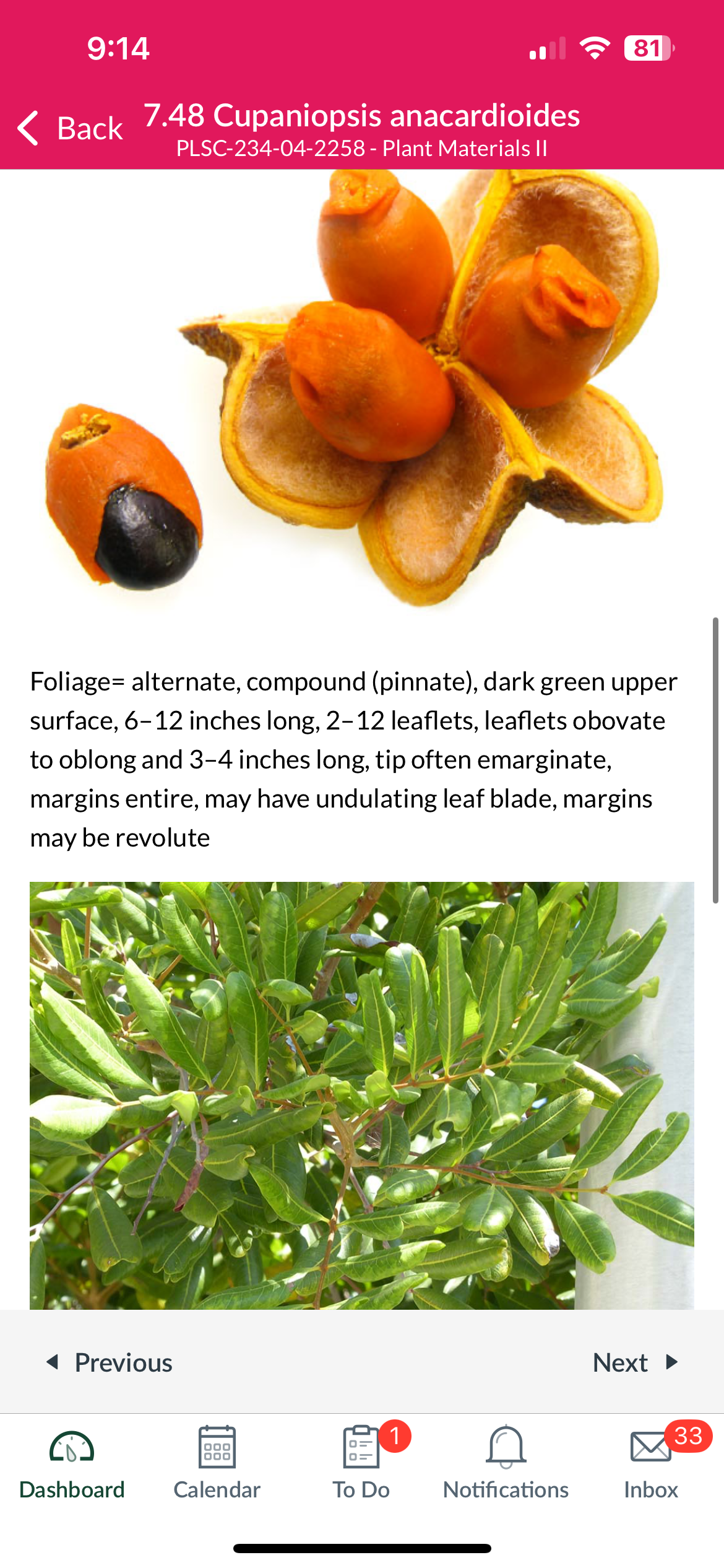 <p>Cupaniopsis anacardioides</p>