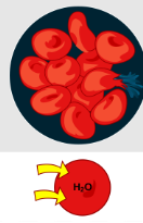<p>Is this hypotonic, hypertonic, or isotonic </p>