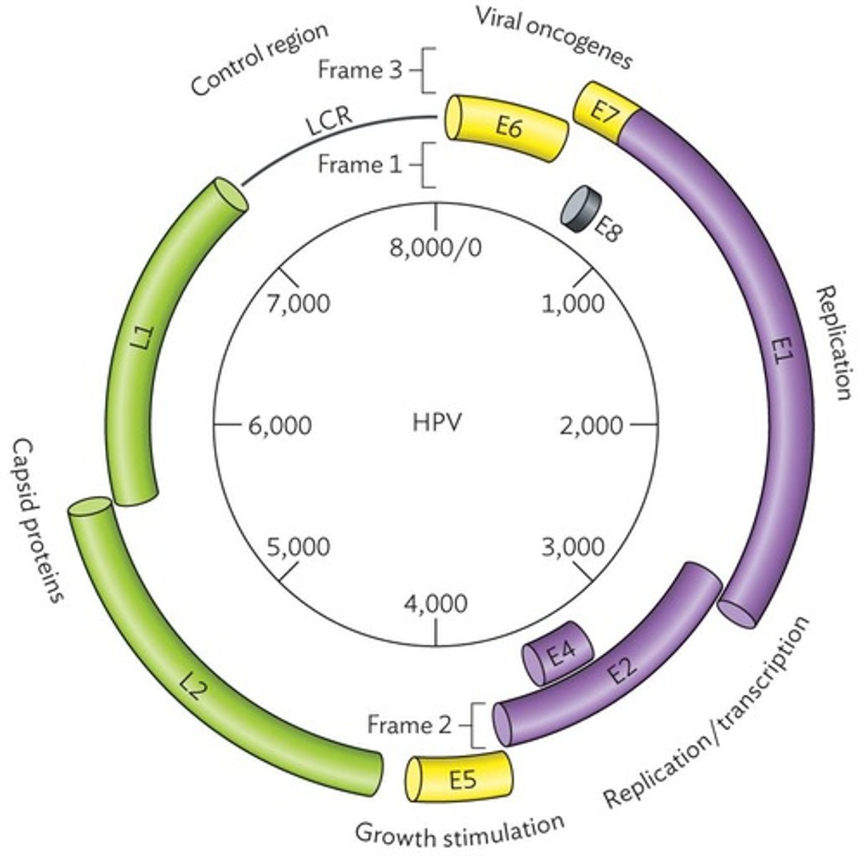 <p>Infects basal epithelial cells, can cause cancer.</p>