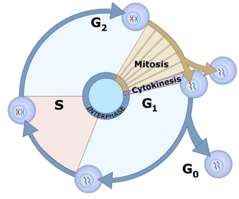 <p>1) <strong>mitotic phase</strong> - mitosis and cytokinesis</p><p>2) G1 phase - cellular contents (<strong>excluding the chromosomes</strong>) are <strong>duplicated</strong></p><p>3) S phase - each of the 46 <strong>chromosomes are duplicated</strong></p><p>4) G2 phase - the cell <strong>‘double checks’</strong> duplicated chromosomes for error, making <strong>any needed repairs</strong></p>
