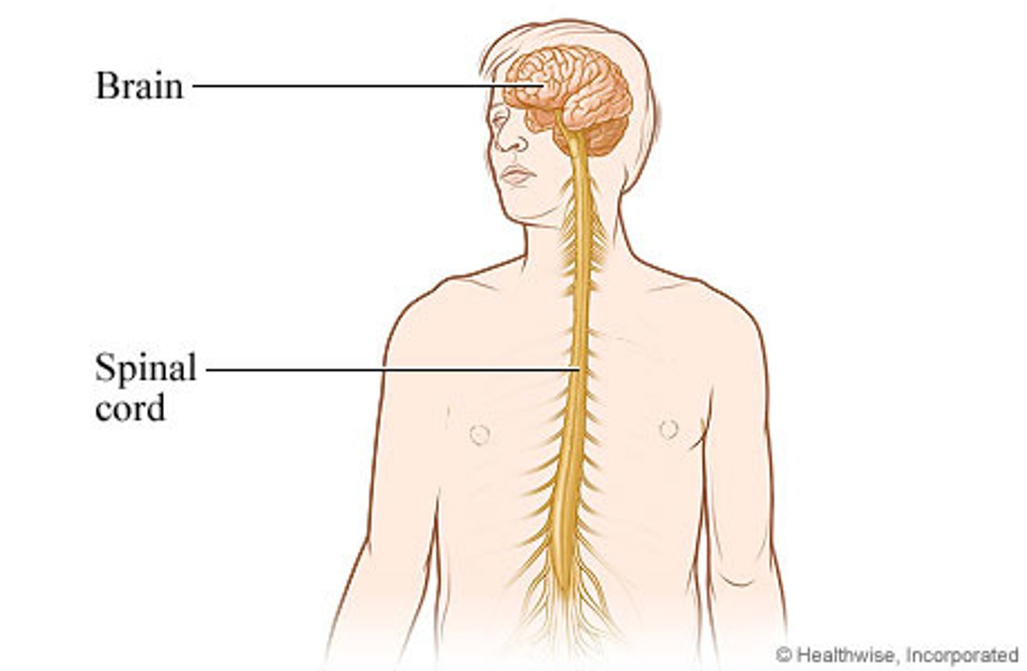 <p>The CNS is comprised of the brain and spinal cord; the PNS connects the CNS to the rest of the body.</p>