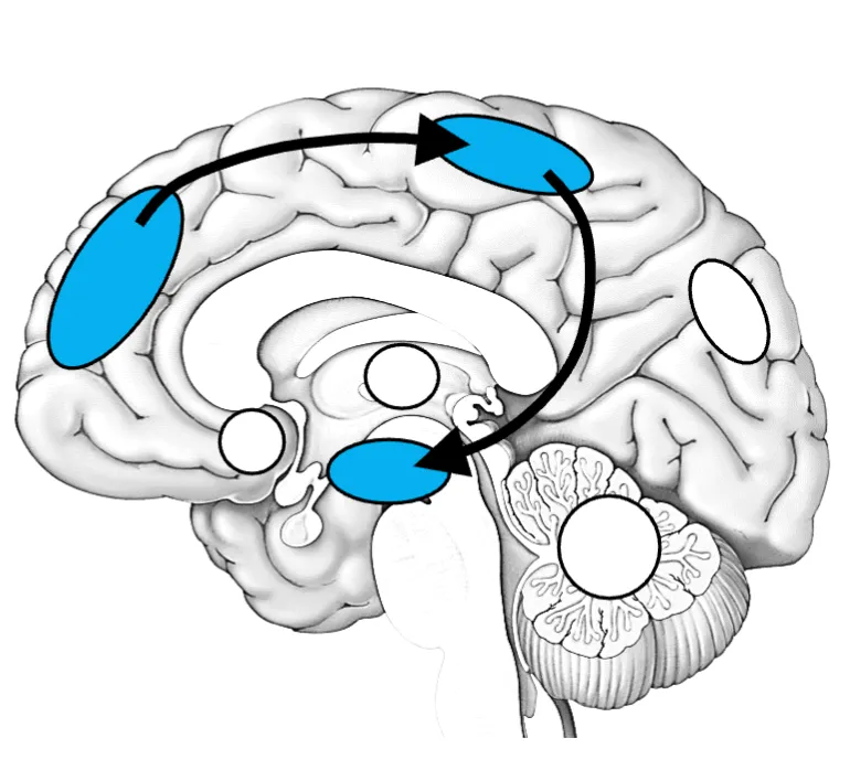 <p>Executive function network </p>