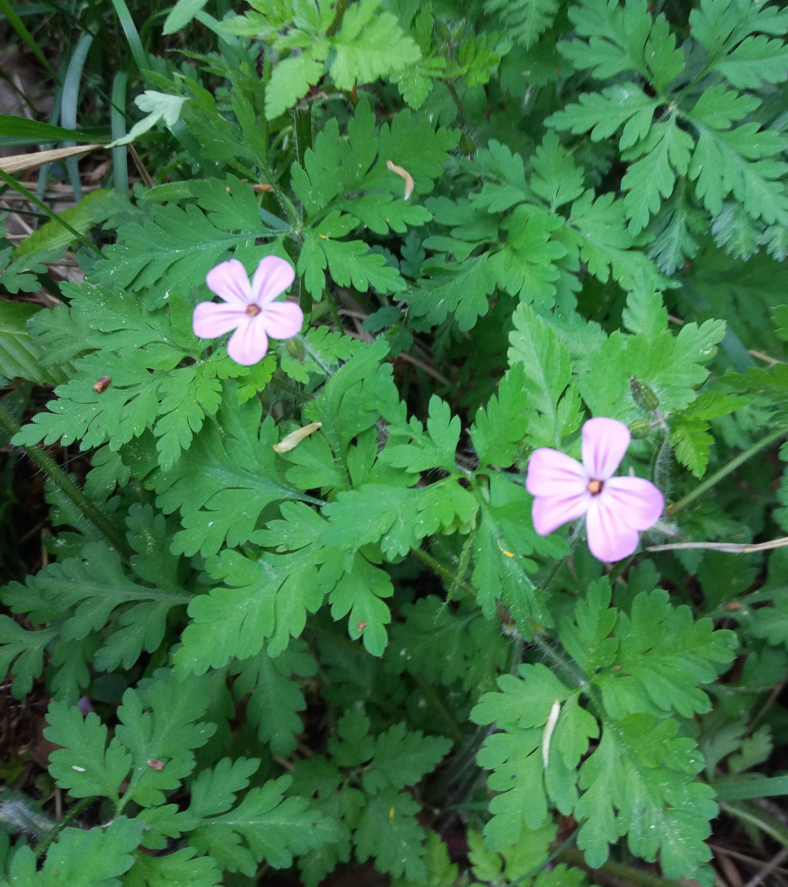 <p>Geranium robertianum - Geraniaceae</p>