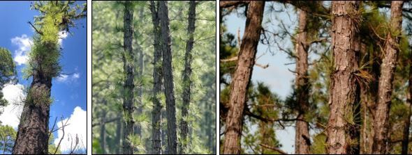 <p>Pond Pine</p>