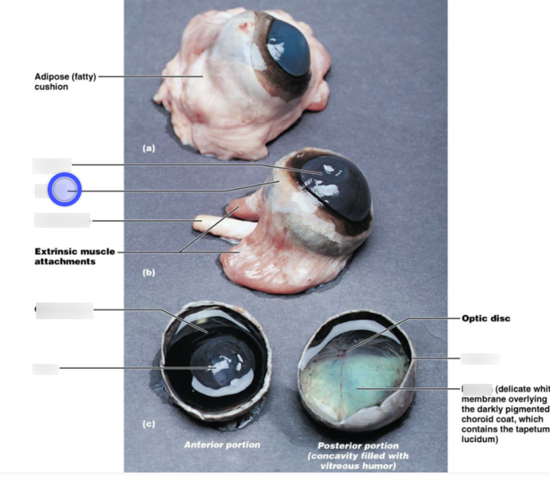 <p>sclera</p>