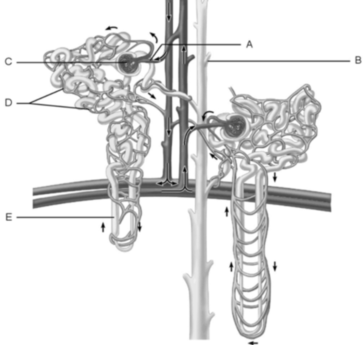 <p>C</p>
