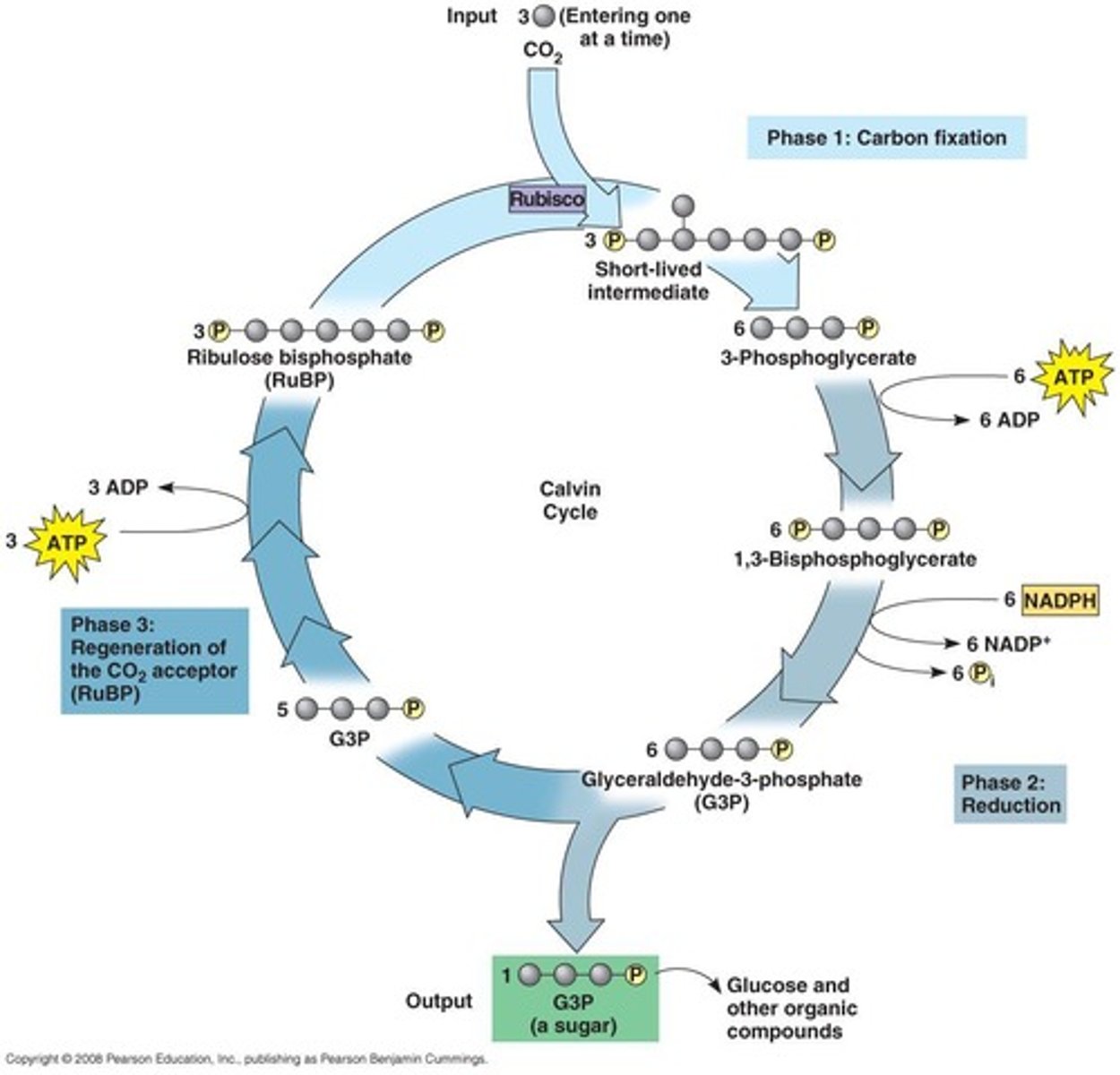<p>The primary product of the Calvin Cycle is G3P, which can be used to form glucose.</p>