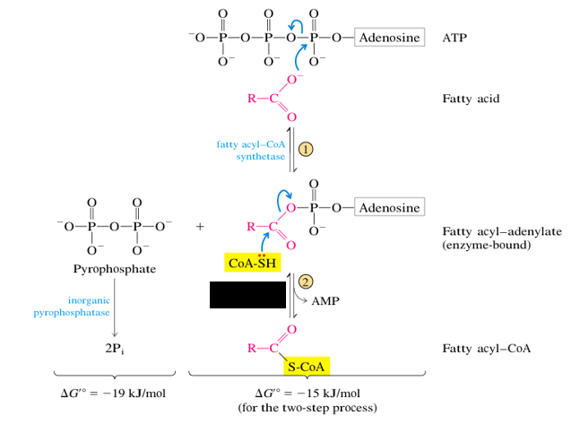 <p>What is the name of the enzyme blocked out in black?</p>
