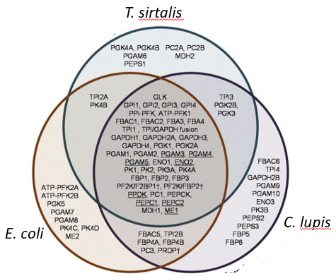 <p>CMPs like glycolysis conserved across life forms</p>