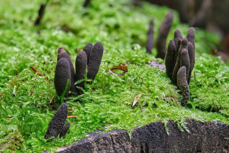 <p>What fungus is this? (Scientific name)</p>