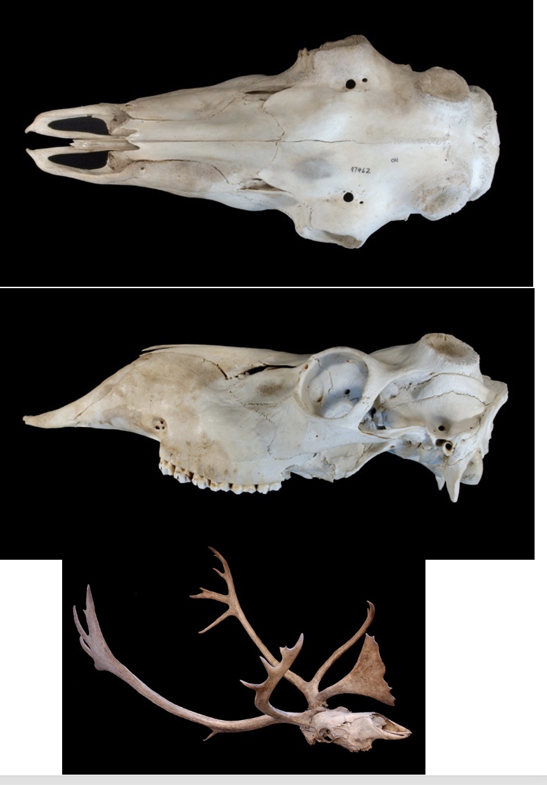 <p>Genus,species?</p>