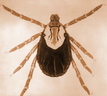 <p>-tick control</p><p>-identification of carriers</p><p>-vaccination (not available in the US)</p>