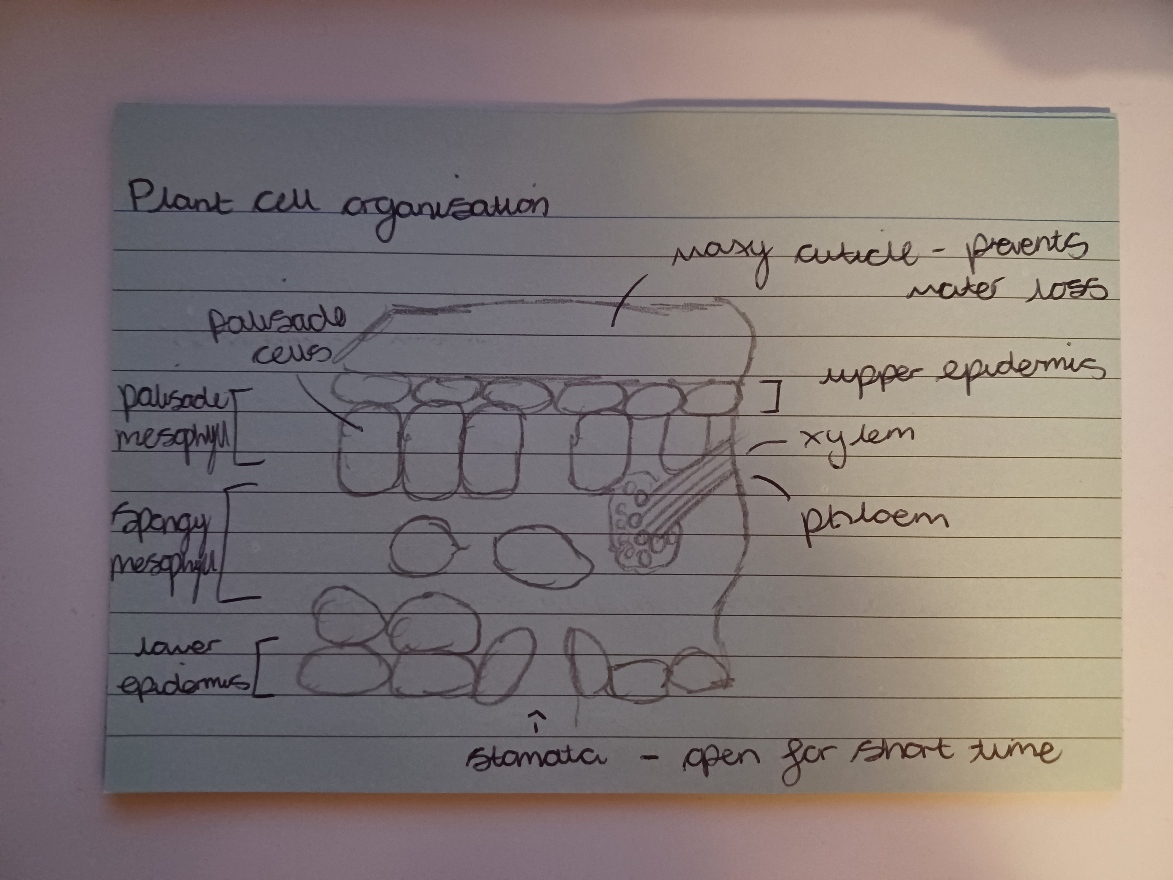 knowt flashcard image