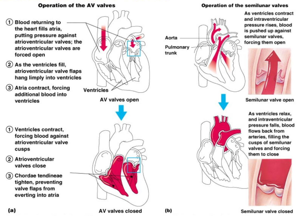 <p>pressure builds up in Atria→AV open→blood flow to ventricle, AV close→ ventricles contract→ flow through semilunar valves → semilunar valves close&nbsp;</p>
