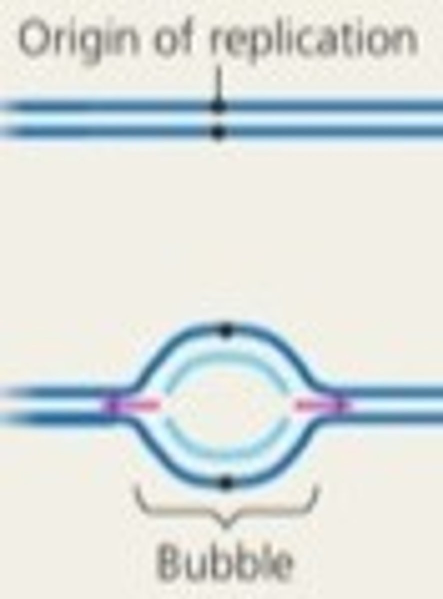 <p>Each mammalian chromosome is composed of many replication sites</p><p>Multiple origins allow eukaryotes to replicate their larger DNA in a relatively short time</p><p>Replication must be fast and accurate --> cell cycle</p>
