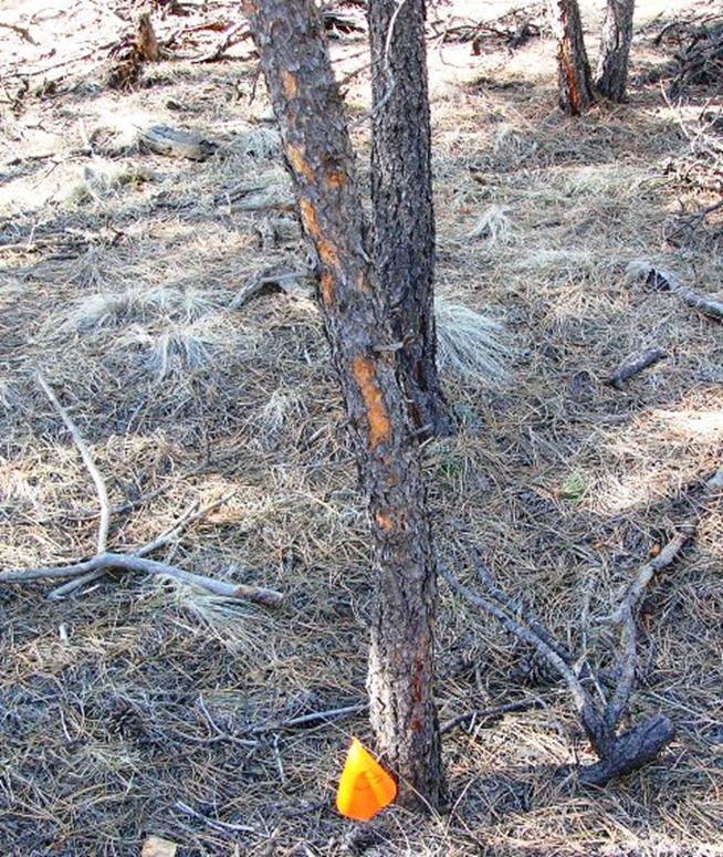 <p>Distinct forms of non-vocal, scent-based communication primarily used by male ungulates, such as deer and elk, to announce their presence, dominance, and reproductive readiness. Rubs and scrapes act as "signposts" or communication hubs that other animals in the area can read and interpret.&nbsp;</p>