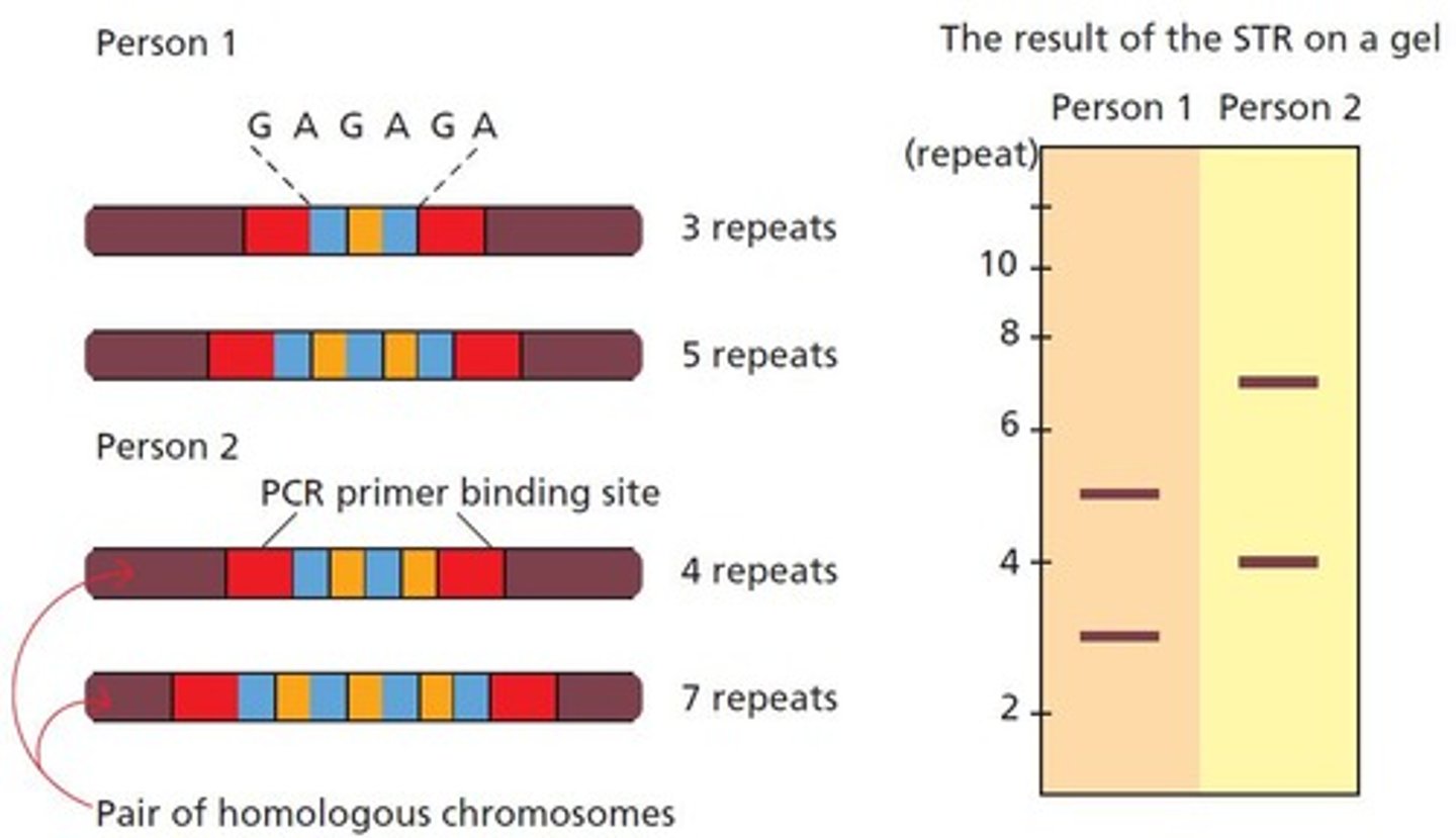 <p>A technique that examines short tandem repeats (STRs) and variable nucleotide tandem repeats (VNTRs) to compare genomes.</p>