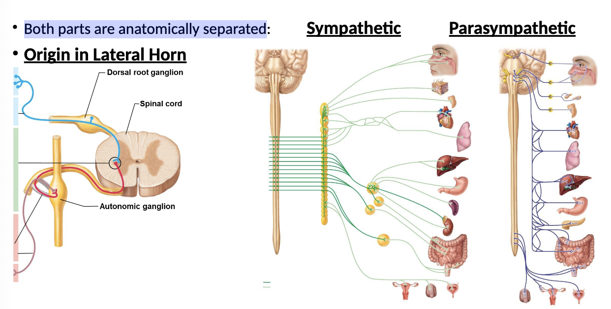 <p>Both parts are anatomically separated from autonomic nervous system:</p>