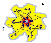 <p>Dominant center, some subcenters, both radial and random movement</p>