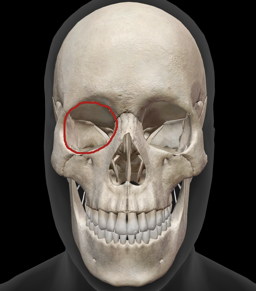 <p>What bones make up the orbit?</p>