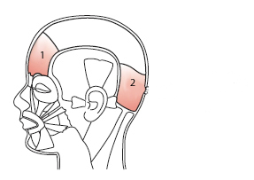In the graphic below, what muscle does number 2 indicate?