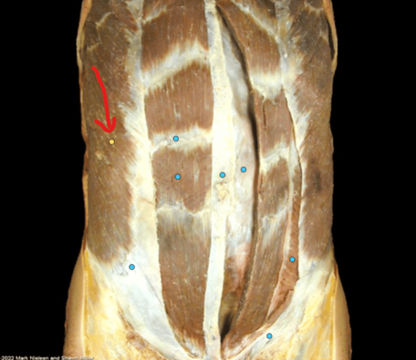 knowt flashcard image