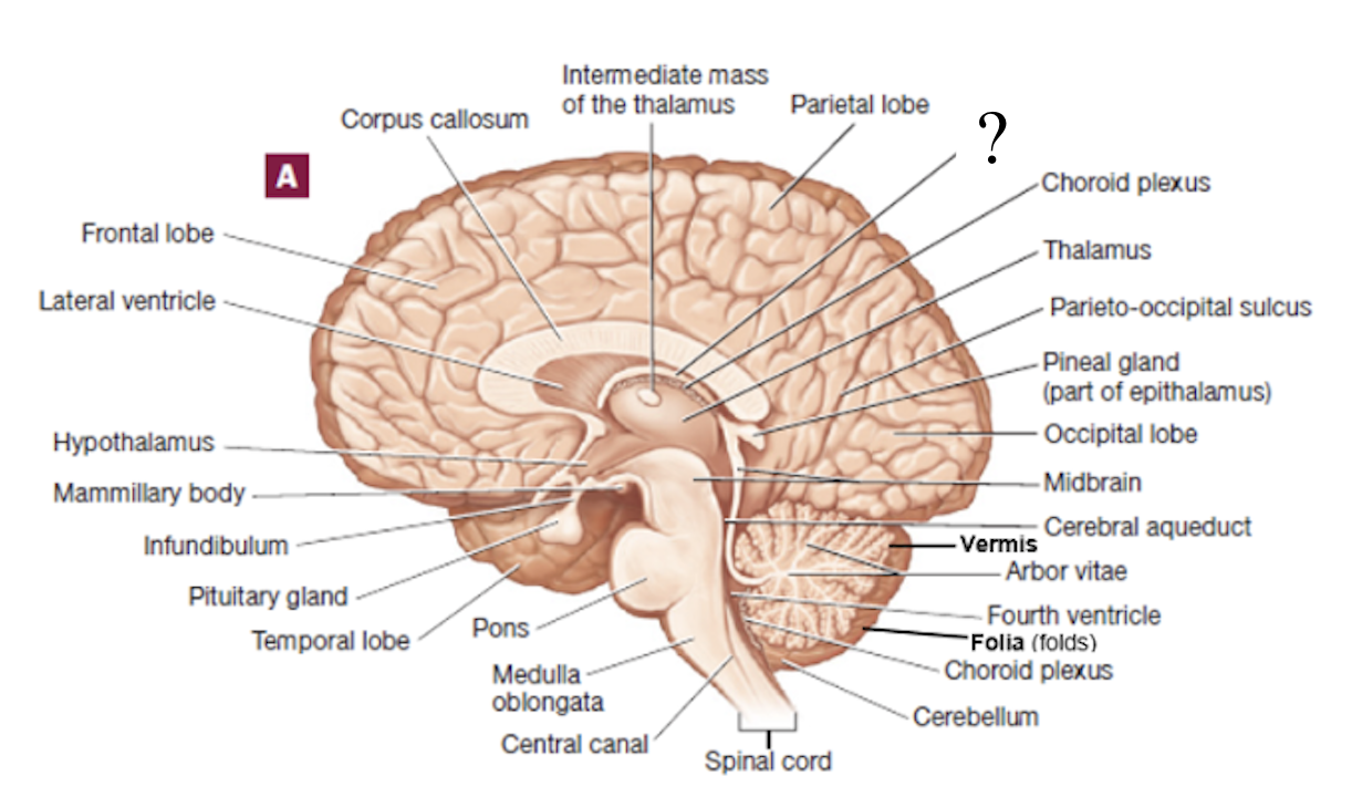 <p>thin C-shape structure located inferior to the corpus callosum</p>