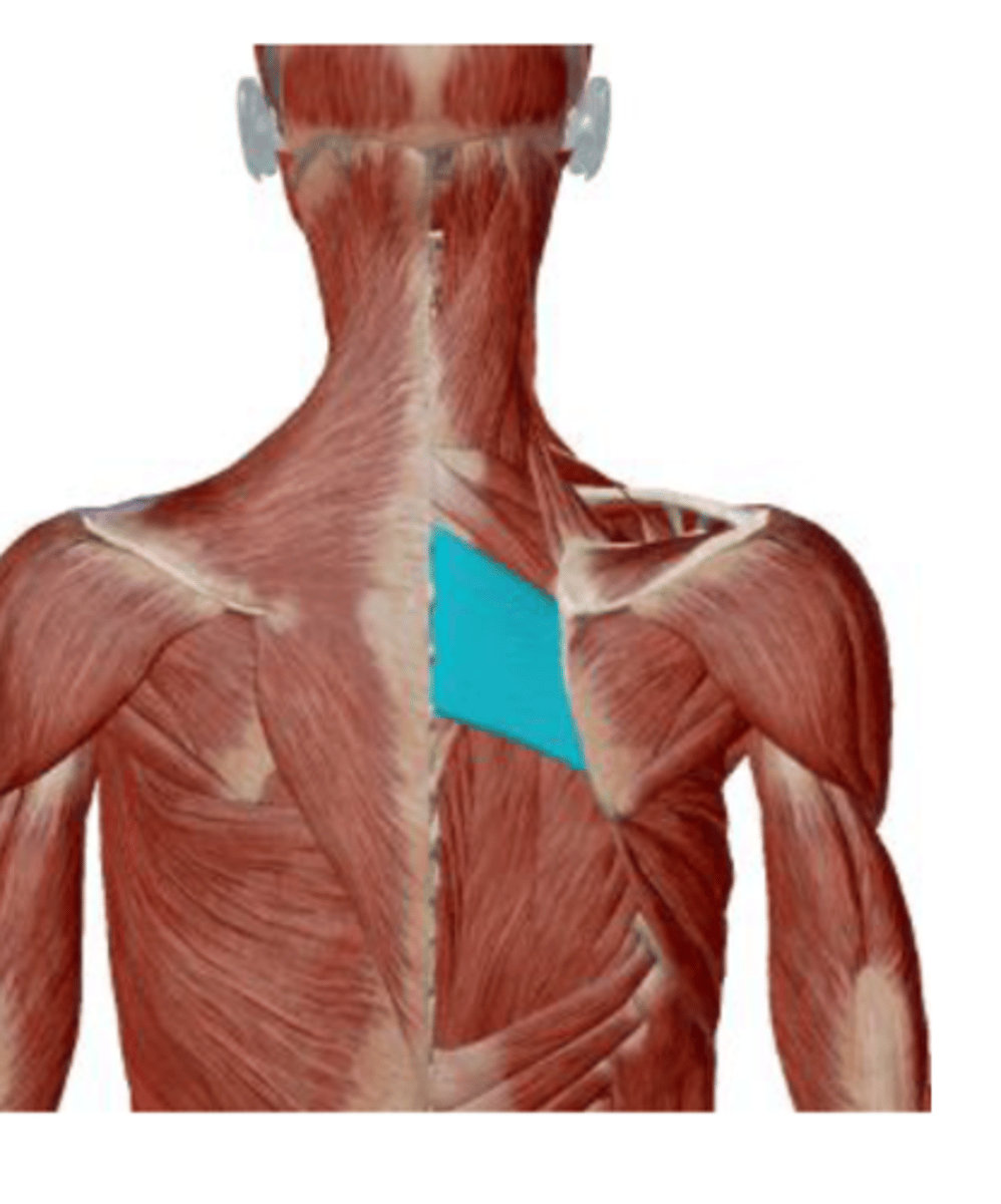 <p>elevation, retraction and downward rotation of the scapula</p>