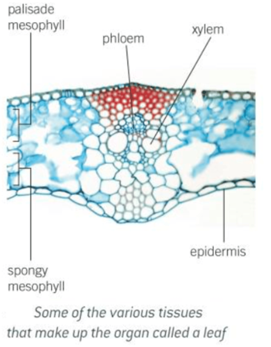 <p>- For working efficiency, cells are normally aggregated together.<br>- A collecution of similar cells that perform a specific function is known as a tissue.<br>- E.g. Epithelial tissues (found in animals) consist of sheets of cells; they line the surfaces of organs and often have a protective or secretory function; there are many similar types, including those made up of thin, flat cells that line organs where diffusion takes place, for example the alveoli of the lungs, and ciliated epithelium that lines a duct such as the trachea; the cilia are used to move mucus over the epithelial surface.<br>- E.g. Xylem, which occurs in plants, is made up of numerous similar cell types, and is used to transport water and mineral ions throughout the plant and provides mechanical support.</p>