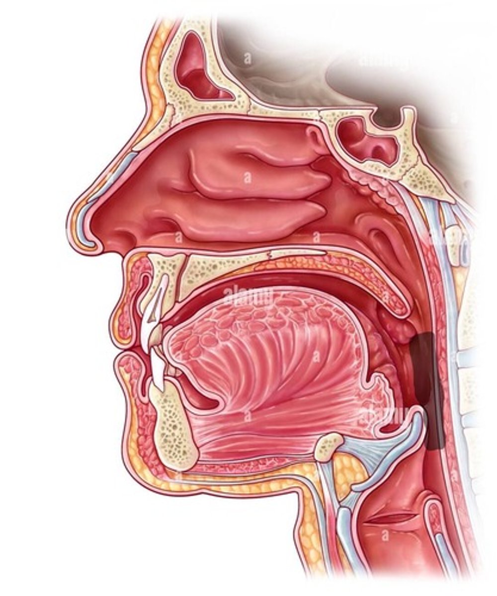 <p>Region behind tongue</p>