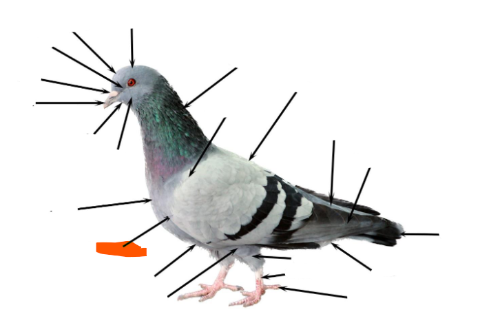 term image