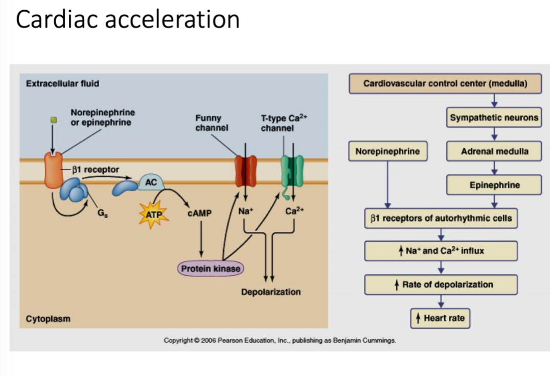 - Uses sympathetic neurons (caused by sympathetic stimulation)
- Norepinephrine
- Epinephrine 
- Beta receptors of autorhythmic cells 
- Accelerator nerve decreases length of diastole 
--> Opens more Na+ and Ca++ channels 
-----> Na+ and Ca++ influx 
--------> Increased rate of depolarization (faster)
- Increased heart rate 