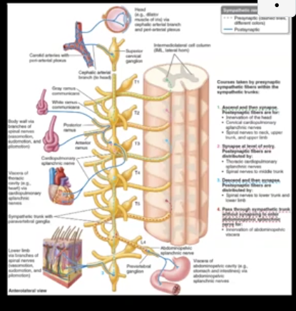 <ol><li><p>Ascend the sympathetic chain to synapse in a ganglion higher in the chain</p></li><li><p>synapse in the ganglion associated with the spinal segment from which they came </p></li><li><p>Descend and synapse on a ganglion lower in the chain</p></li><li><p>Exit the chain without synapsing and enter a splanchnic nerve to synapse on a prevertebral ganglion</p></li></ol><p></p>