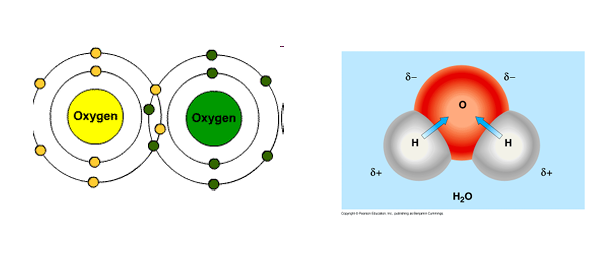<p>Sharing of valence electrons</p>