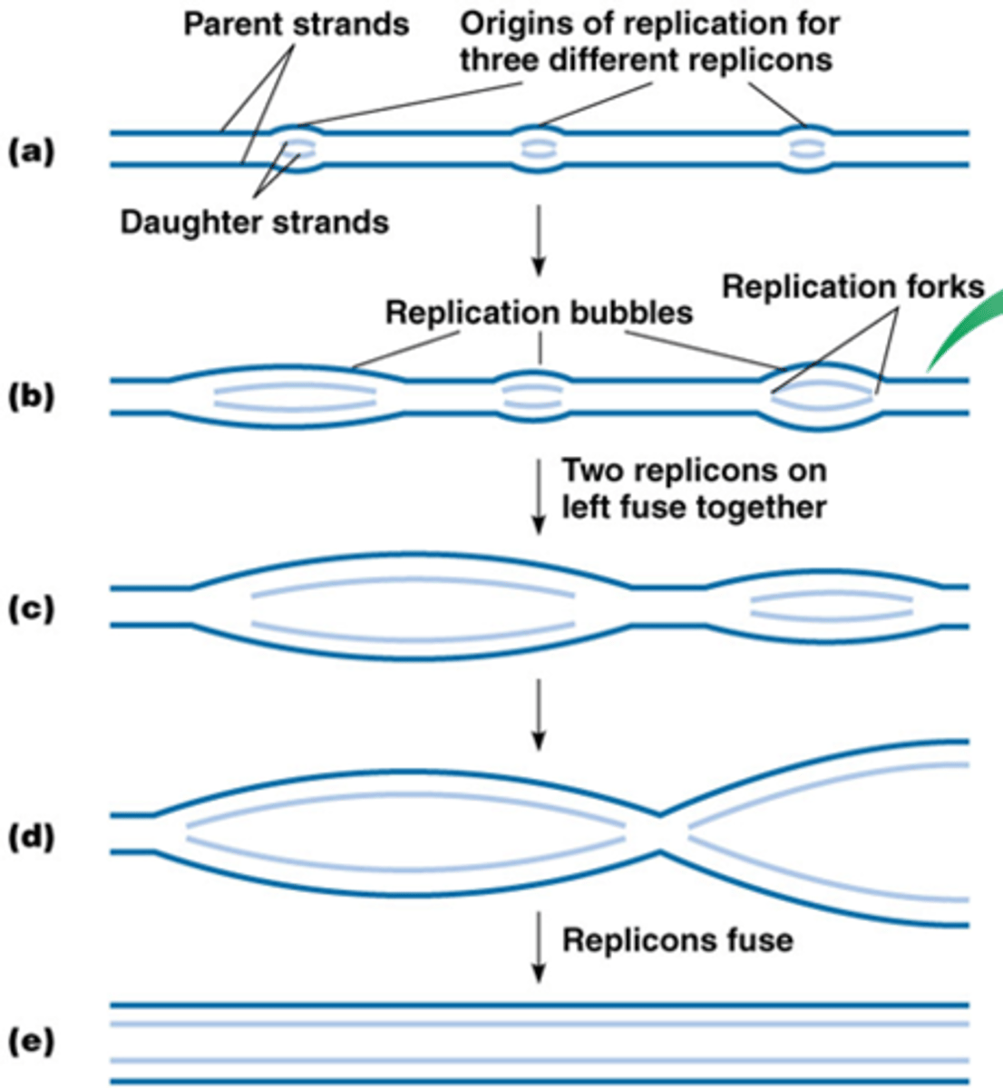 <p>Ze zorgen ervoor dat alle DNA gerepliceerd wordt en dat het allemaal maar 1 keer gebeurt! -> complexen gemaakt op voorhand zodat de cel weet waar te beginnen in de S fase</p><p>In de S fase wordt het pre-replicatie complex geactiveerd</p>