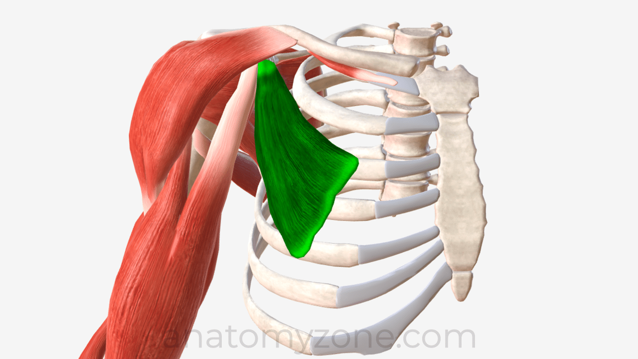 <p>Origin: outer surface of the 3rd, 4th and 5th ribs</p><p>insertion: tip of coracoid process</p><p>Action: protraction and depression of scapula</p>