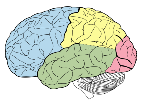 <p>Label this brain</p>