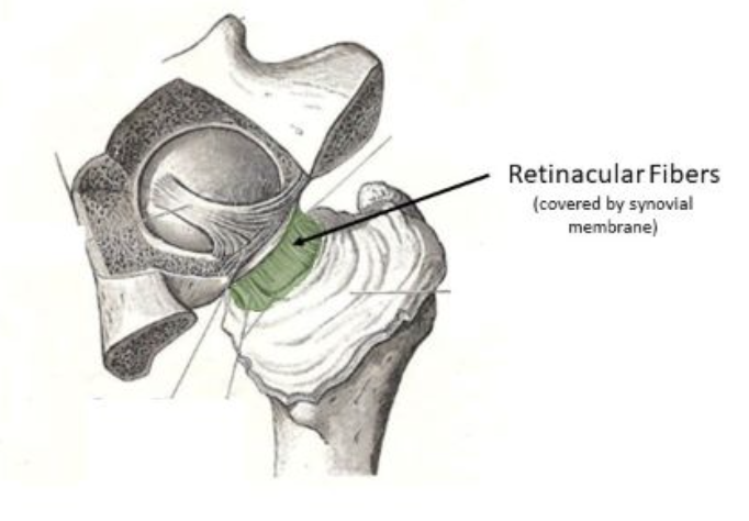 <p>Retinacula of the synovial membrane</p>