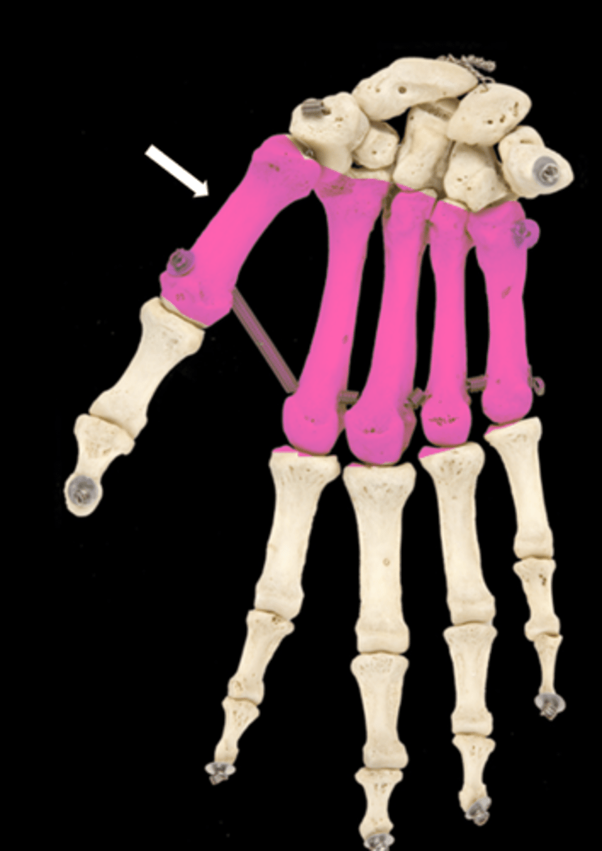 <p>name the bone</p>