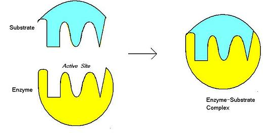 <p>The model that suggests substrates and enzymes are both designed in ways and shapes that perfectly complement each other and thus that allow substrates to bind to active sites on enzymes without needing to morph themselves. This is similar to how certain keys are made for certain locks.</p><p>Note that it is not a dichotomy, enzymes lie on a continuum ranging from following the Induced Fit Model to the _________. Different enzymes have varying degrees of specificity.</p>