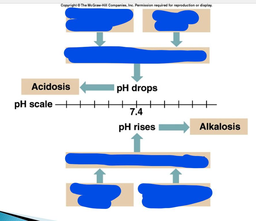 <ul><li><p>pH drops, is called what and what happens?</p></li><li><p>pH rises, is called what and what happens?</p></li></ul><p></p>