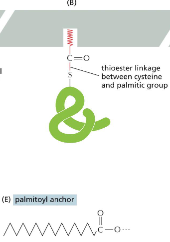 <p>Palmitic acid is 16-C unsaturated fatty acid as the second anchor to recruit Src, and Src returns to cytosol when the signal is off</p>