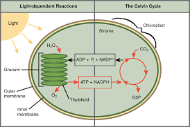 <p>Stroma and thylakoids are found within the chloroplast:</p><ul><li><p>Stroma is the fluid within the inner chloroplast membrane and outside the thylakoid</p><ul><li><p><strong>Carbon-fixation cycle (Calvin Cycle) occur in stroma</strong></p></li></ul></li><li><p>Thylakoids are organized into stacks called grana</p><ul><li><p><strong>Light dependent reactions occur in the grana</strong></p></li></ul></li></ul><img src="https://media.geeksforgeeks.org/wp-content/uploads/20230613112446/Chloroplast.webp" data-width="100%" data-align="center" alt=""><p></p>