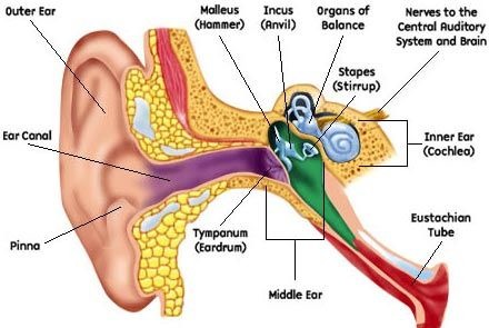 <ul>
<li>coiled tube in the <strong>inner ear</strong></li>
<li>converts sound waves into nerve impulses</li>
</ul>