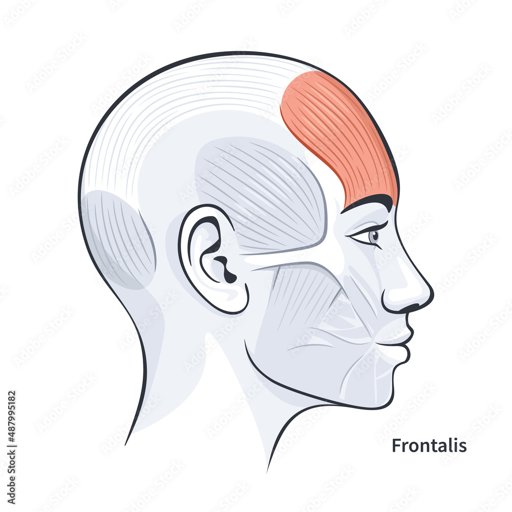 <p>Raises eyebrows, wrinkles forehead.</p>
