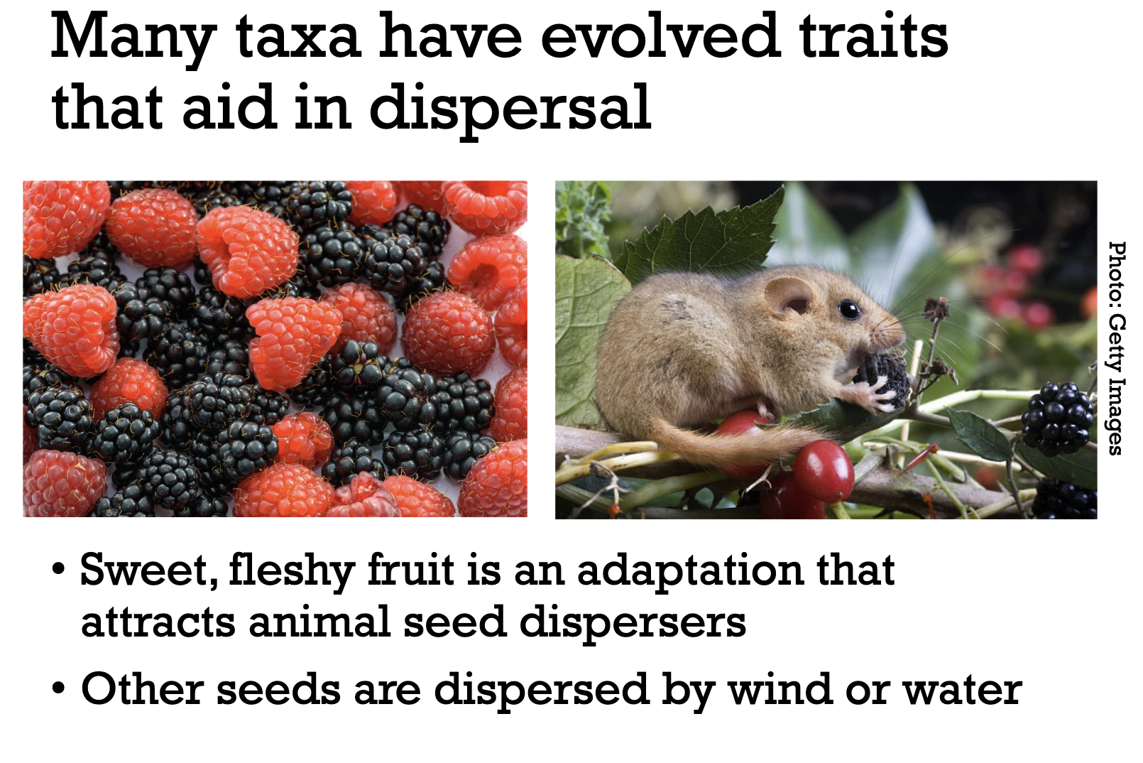 <p>Plants have evolved sweet and bright fruits, and other structures around their seeds, to attract animals who will help disperse their seeds. </p><p>This is done via eating the fruit and then dropping the seed, or eating the seed too and then pooping it out - also dispersing it. </p>