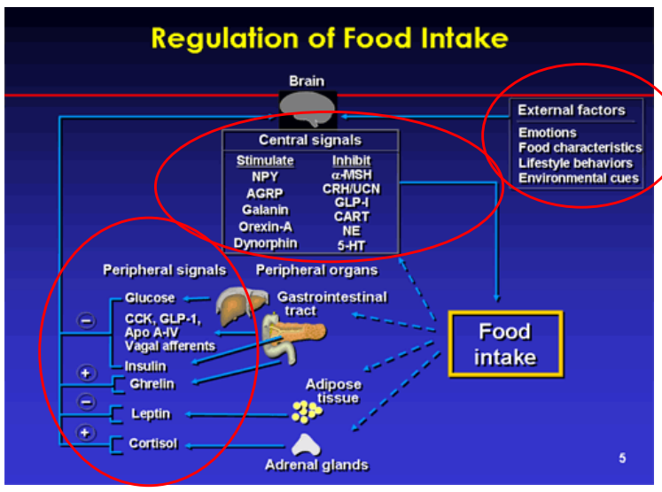 <p>Integrating of insulin/glucose levels with other signals</p>