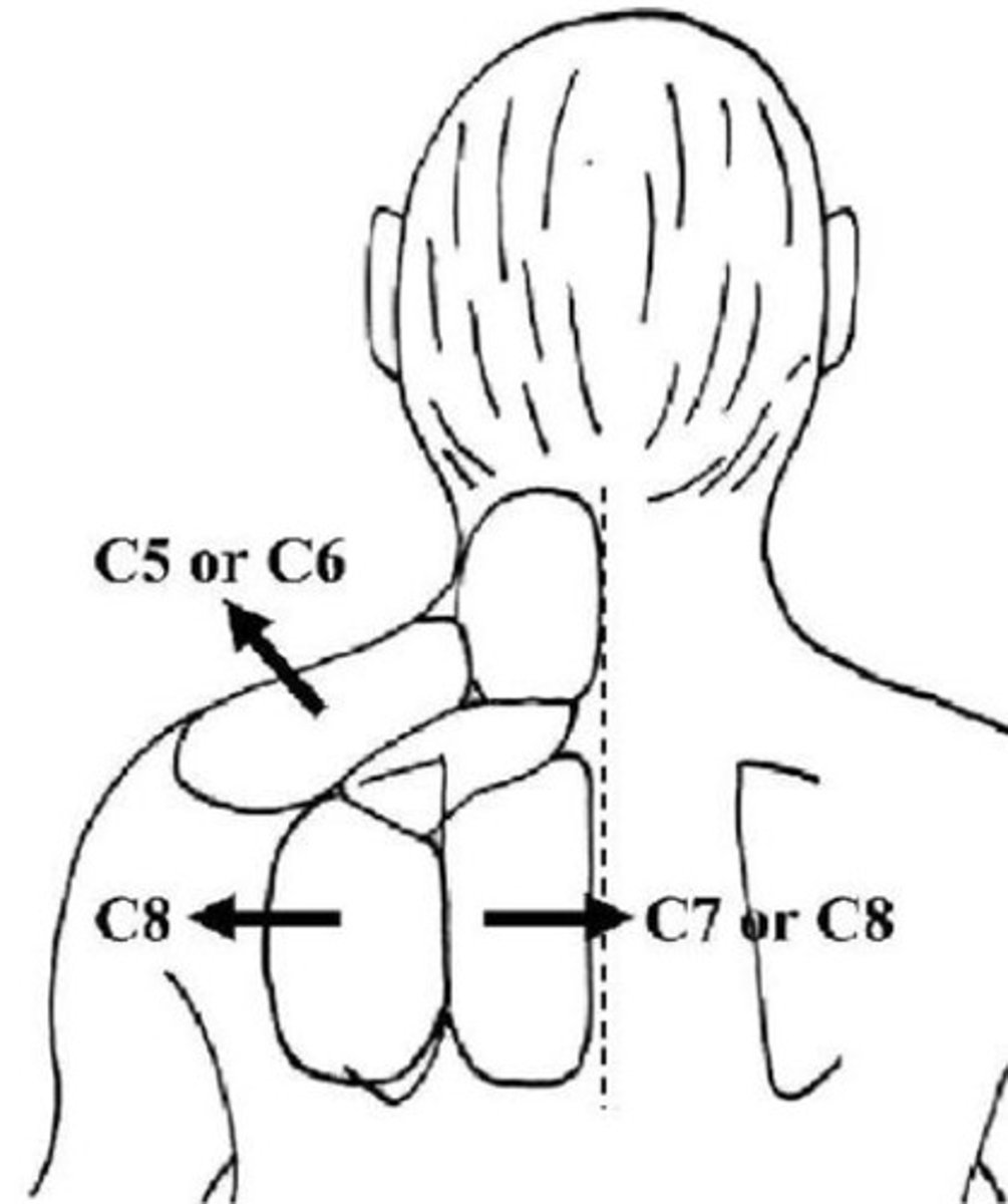 <p>suprascapular, interscapular, and/or scapular regions</p><p>- the site of pain is valuable for determining localization of the involved nerve root</p><p>- this is still referred pain</p>