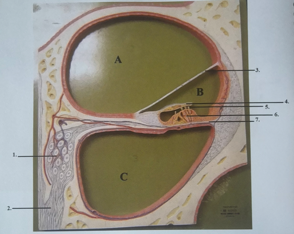 <p>5</p>